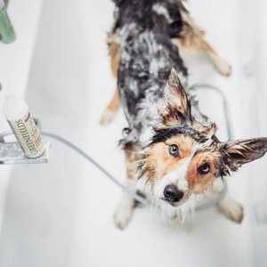 Sampon Greenfields All In One - 400ml