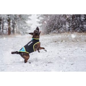 Vesta Neopren Julius K9 - M - Aquamarine