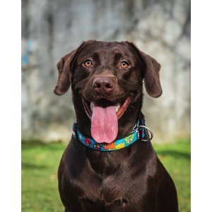 Zgarda Max & Molly Smart Id - M - Little Monsters